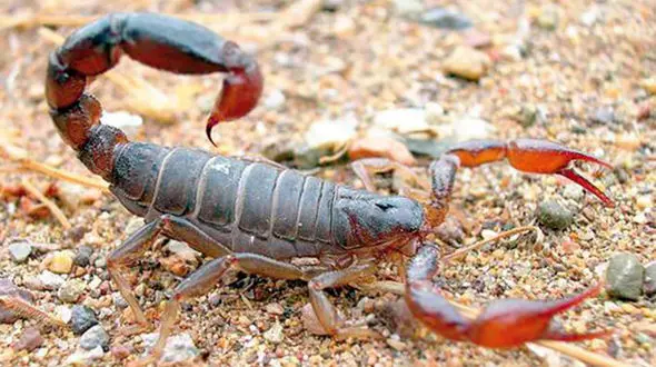 سلطان عقرب در آباده دستگیر شد / کشف 12 هزار عقرب از خانه
