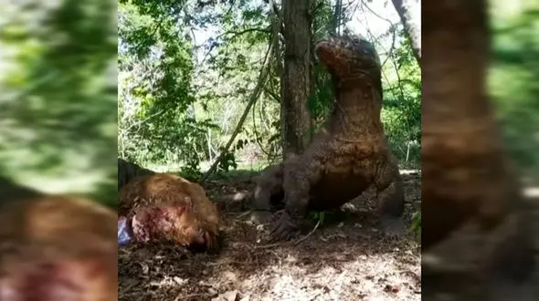 16+ / بلعیدن بچه به دنیا نیامده یک آهو توسط اژدهای کومودو! + فیلم