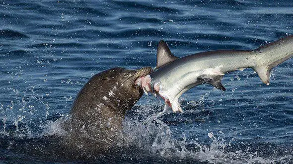 شکار هیجان انگیز یک کوسه توسط یک شیردریایی +عکس