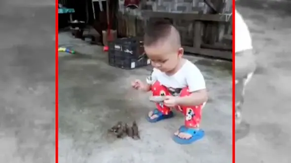 فیلم مهربانی کودک در مراقبت از پرندگان