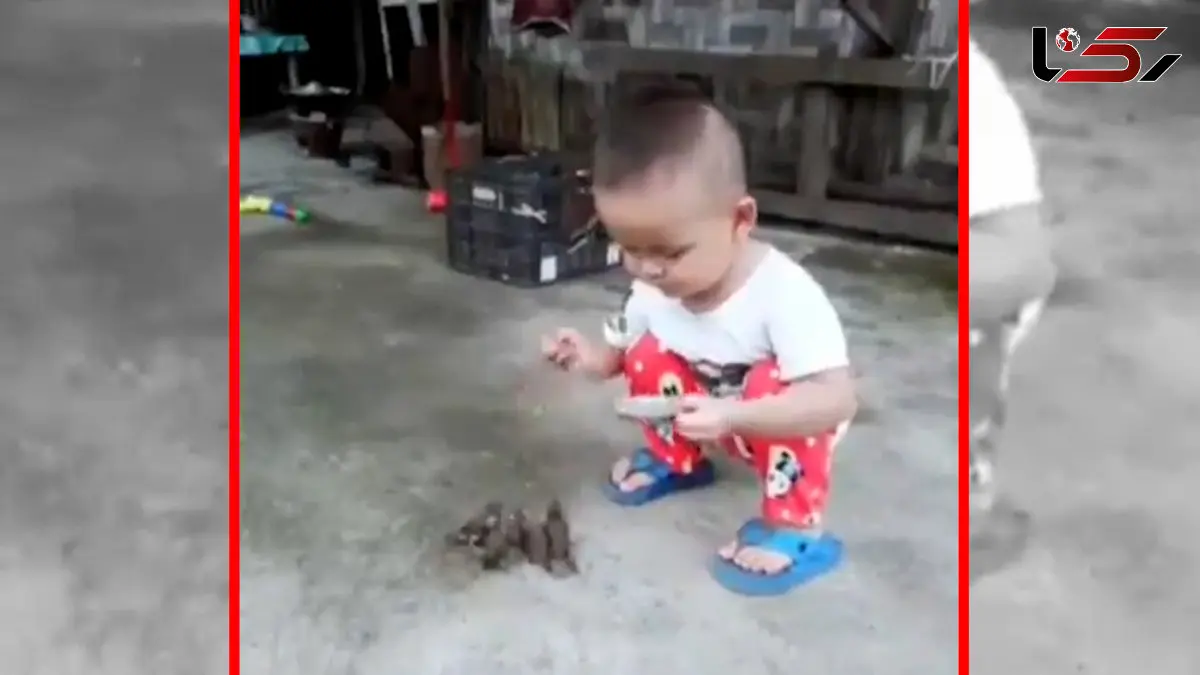 فیلم مهربانی کودک در مراقبت از پرندگان