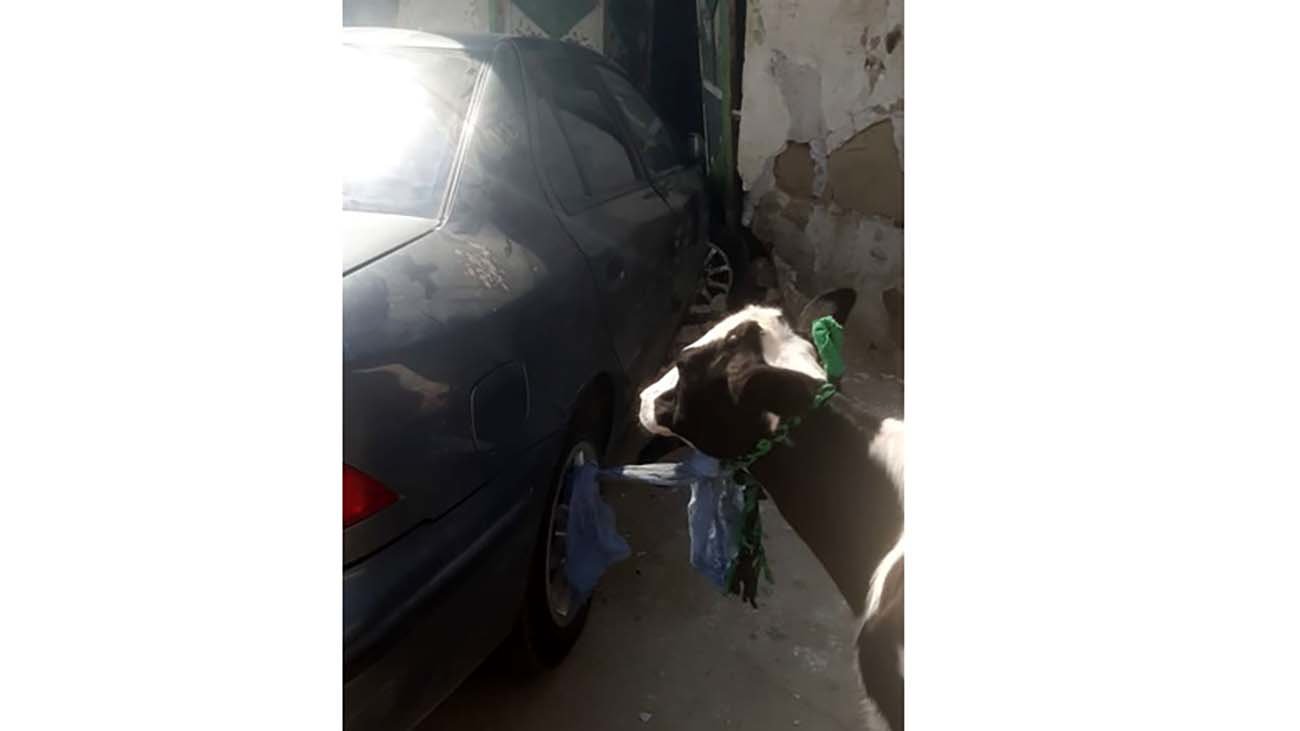 ببینید / سرقت یک گاو با سمند در خوزستان + فیلم