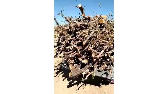 قطع غیرقانونی درختان در هنده گلپایگان ! / هیچکدام از درختان بیمار نبودند + فیلم