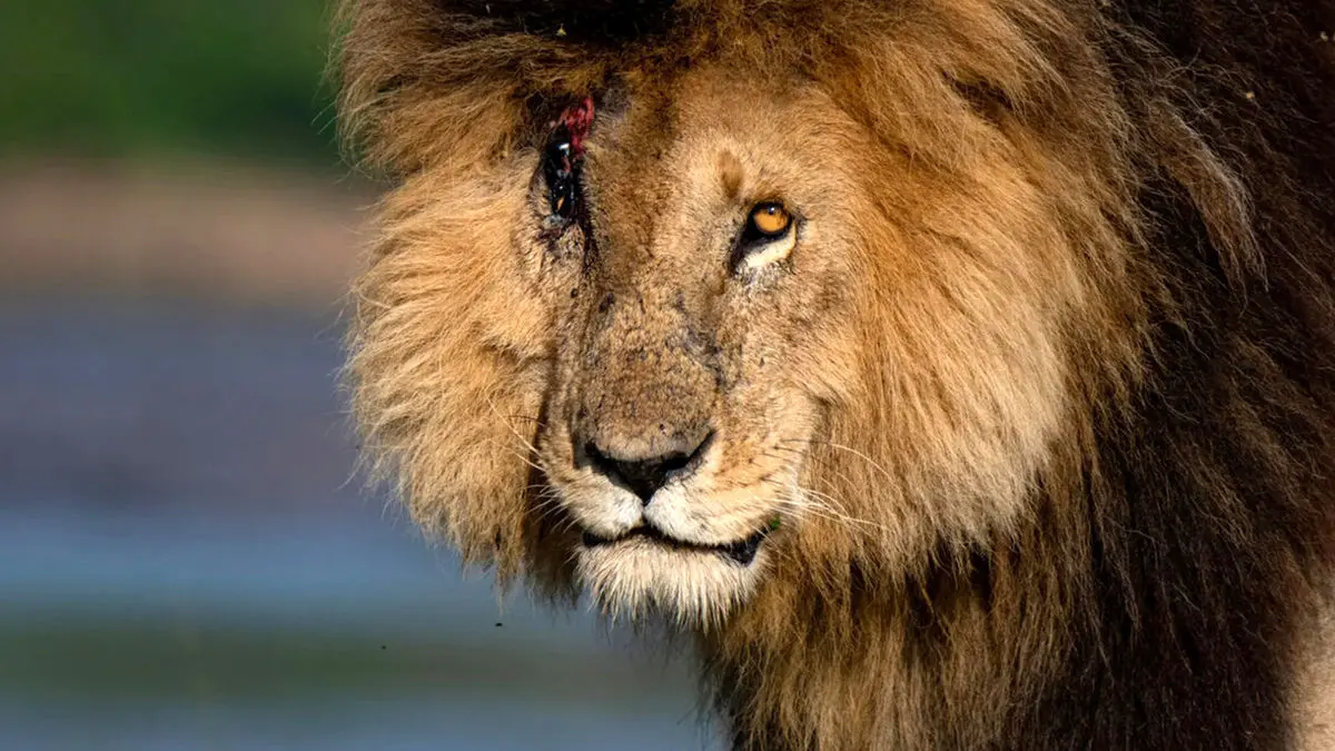 اسکارفیس افسانه‌ بی‌زوال دشت‌های آفریقا