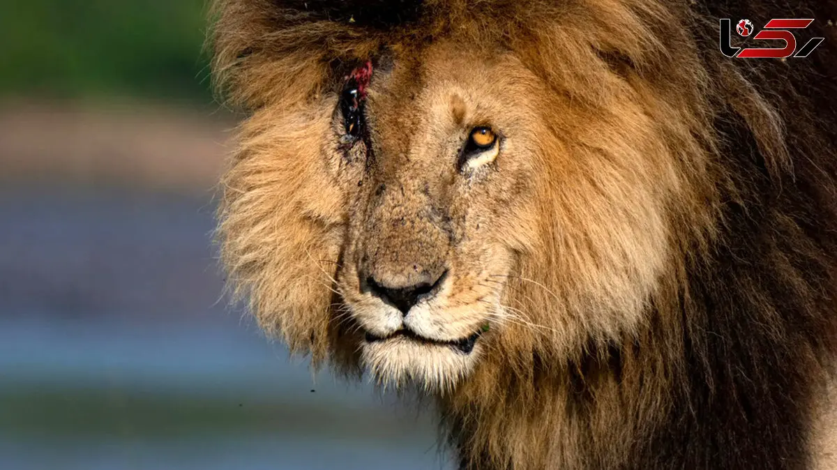 اسکارفیس افسانه‌ بی‌زوال دشت‌های آفریقا + فیلم