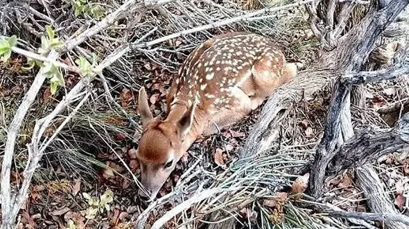 تولد یک راس گوزن زرد ایرانی در مجموعه پارک حیات وحش اراک