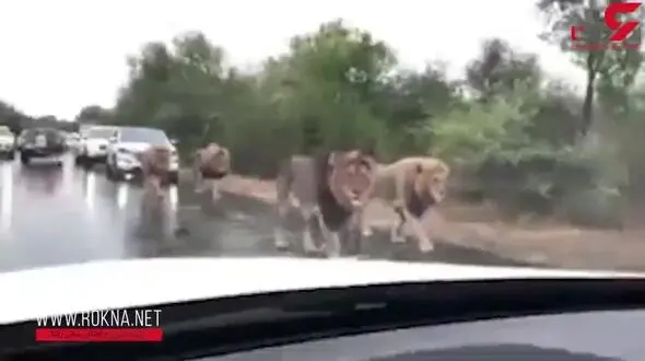 وحشت رانندگان از دیدن صحنه ای باورنکردنی در جاده +فیلم