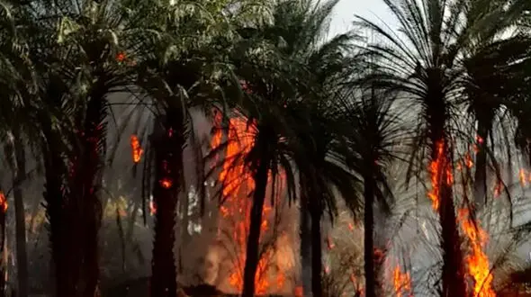 جزغاله شدن 250 نخل خرما / صاحبش خانه خراب شد