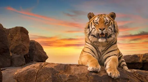 فیلم ببر وحشی در آب / سکوتی مرگبار با چشمانی آتشین