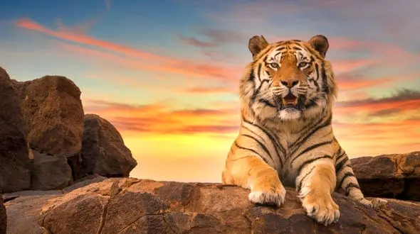 فیلم ببر وحشی در آب / سکوتی مرگبار با چشمانی آتشین