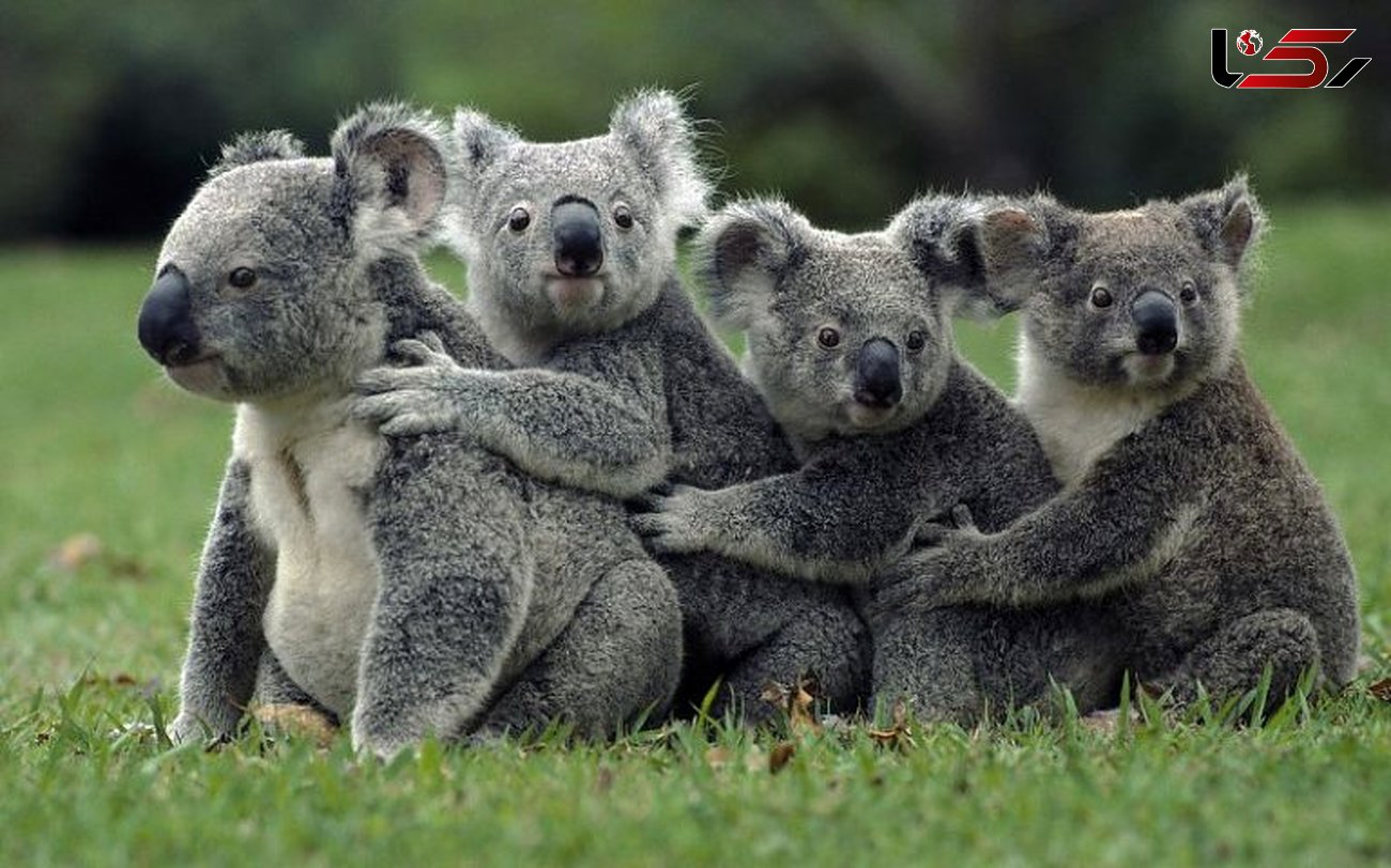 این جانور استرالیایی اثر انگشت دارد+ تصویر
