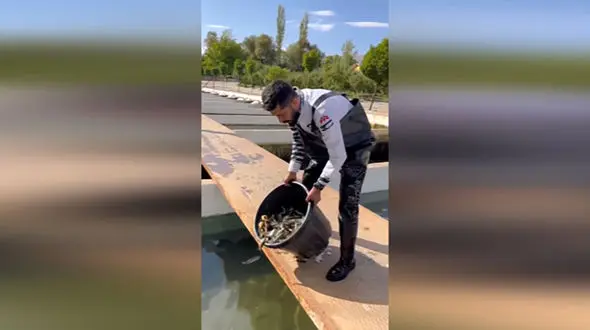 ماهی قزل آلا چگونه پرورش داده می شود؟ + فیلم 