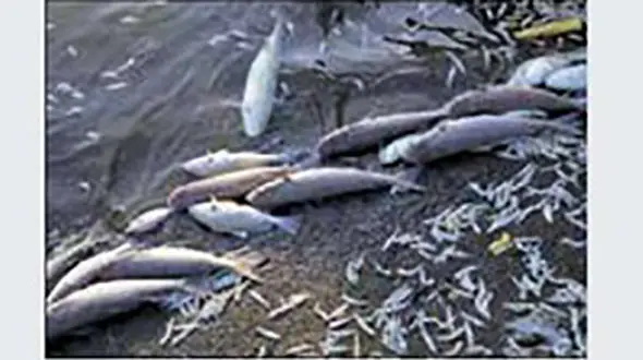 وحشت مردم از دیدن صحنه ای عجیب در دریاچه+ عکس