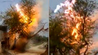 ارواح درختی سبز  را در چند ثانیه خاکستر  کردند!+ فیلم و عکس