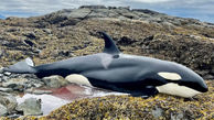 سرنوشت عجیب بچه نهنگ قاتل در یک قدمی مرگ ! + فیلم انسانی