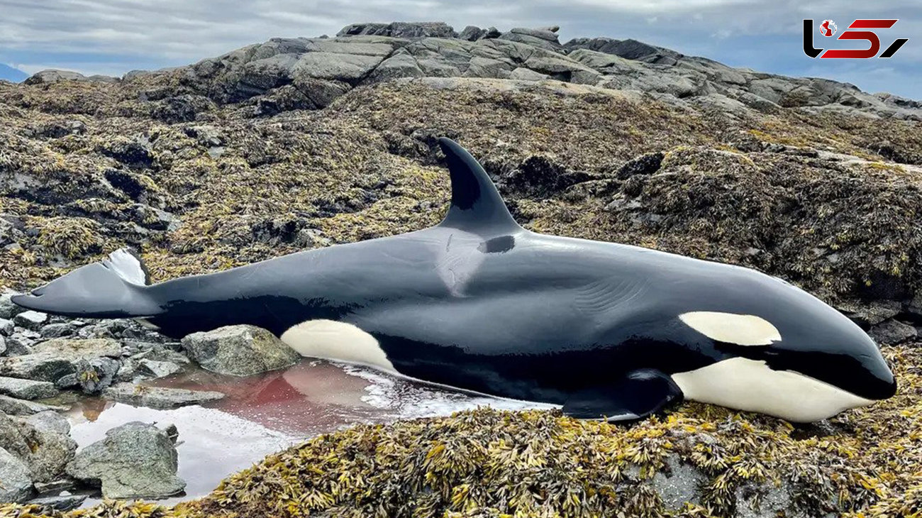 سرنوشت عجیب بچه نهنگ قاتل در یک قدمی مرگ ! + فیلم انسانی