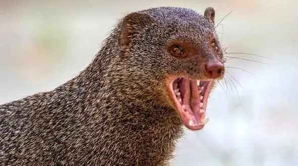 ببینید/ لحظه‌ هیجانی شکار خدنگ