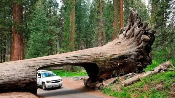 بزرگترین موجود زنده زمین چیست؟ آماده شگفتی باشید!