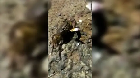 فیلمی عجیب از سیگار کشیدن یک خرچنگ! 