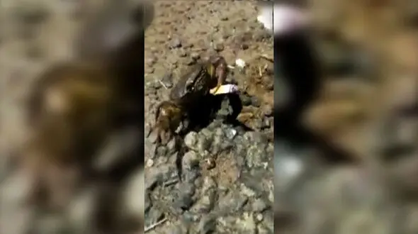 فیلمی عجیب از سیگار کشیدن یک خرچنگ! 