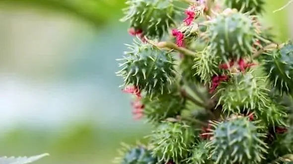 این زن زشت  روی سالمندان سم آزمایش می‌کرد