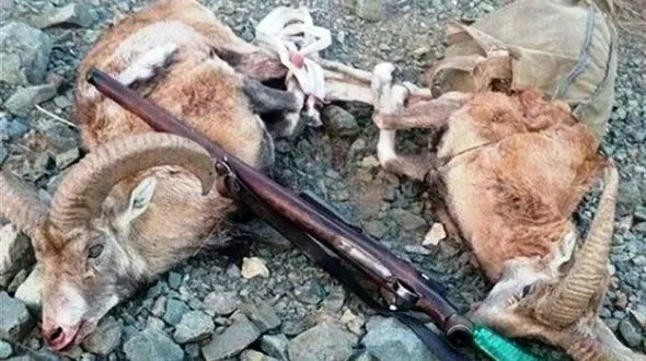 دستگیری 2 شکارچی مختلف در سلسله لرستان