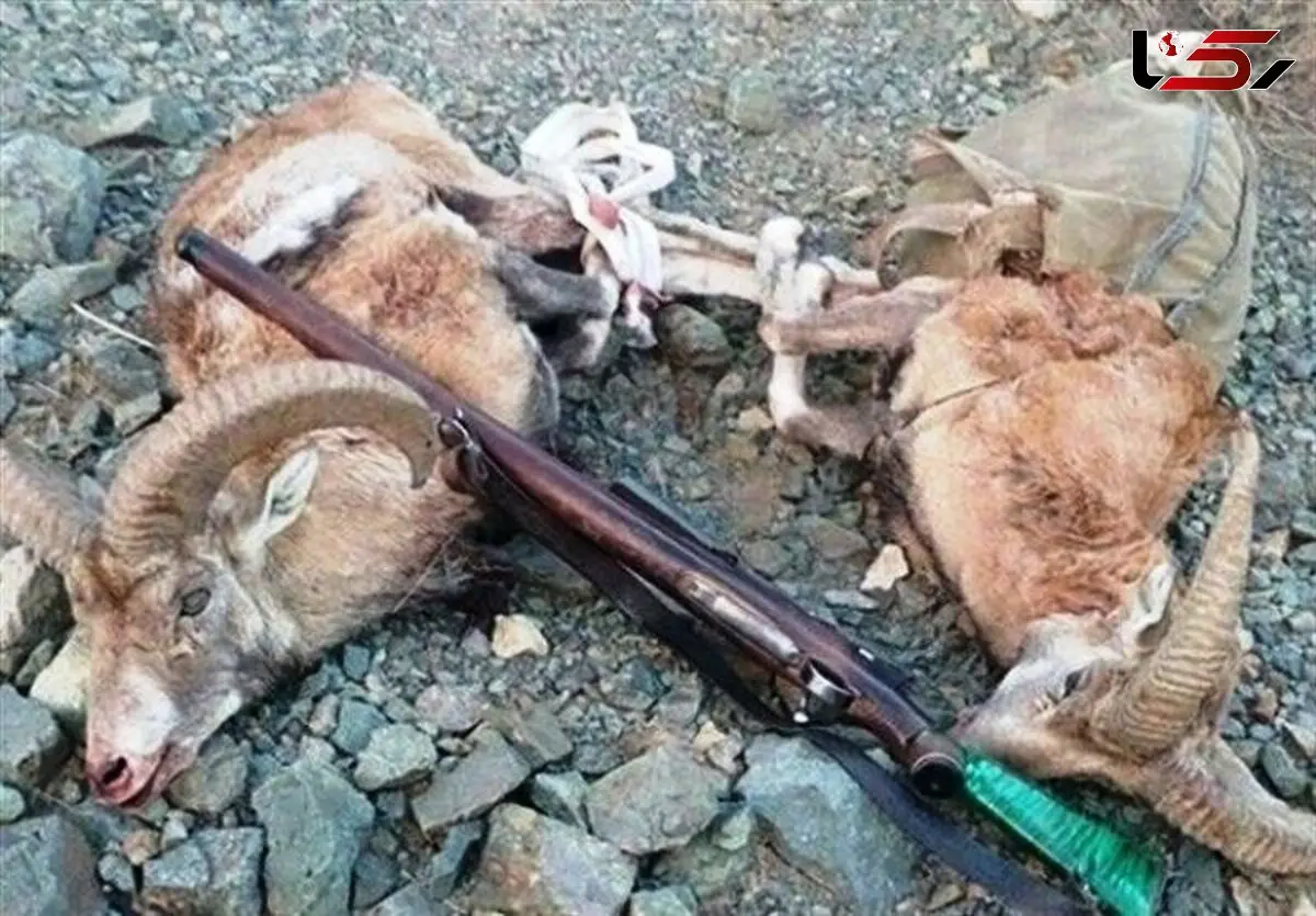 دستگیری 2 شکارچی مختلف در سلسله لرستان