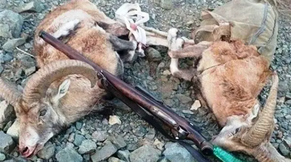 دستگیری 2 شکارچی مختلف در سلسله لرستان