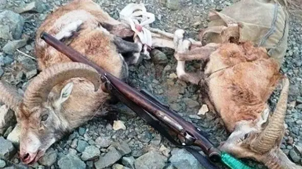 دستگیری 2 شکارچی مختلف در سلسله لرستان
