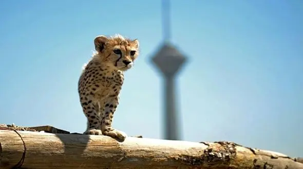 فیلم جدید از "پیروز" / توله یوزپلنگ ایرانی به سرقت نرفته است 