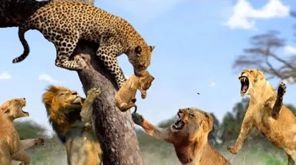 فیلم لحظه جدال باورنکردنی شیر و پلنگ