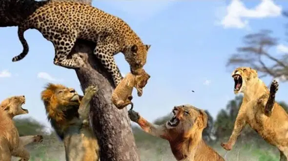 فیلم لحظه جدال باورنکردنی شیر و پلنگ
