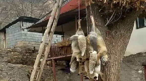 مجازات شکارچی چهار قلاده روباه چه  شد/ ماجرا چیست؟