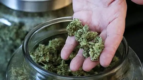 انهدام باند مخدر گل در ملایر