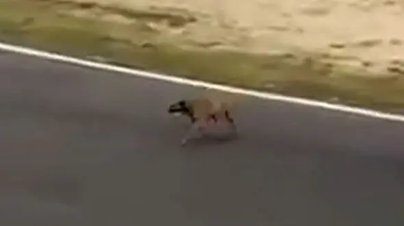 از سگ خونسرد تا قدرت زنبور