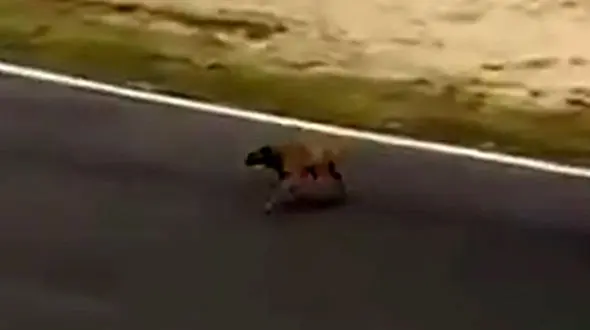 از سگ خونسرد تا قدرت زنبور