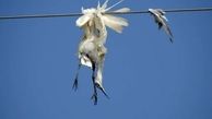 قتل عام پرندگان هورالعظیم در پی برق گرفتگی