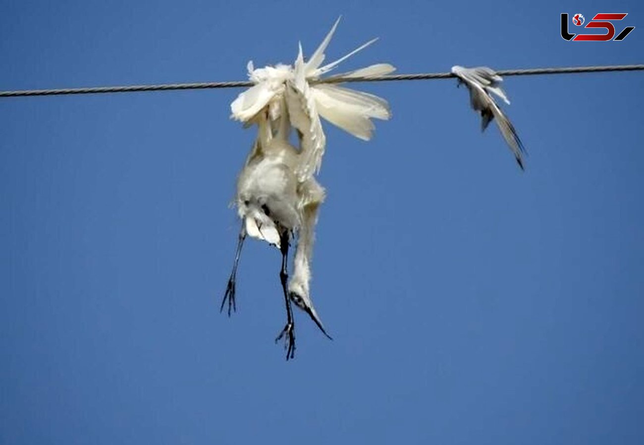 قتل عام پرندگان هورالعظیم در پی برق گرفتگی
