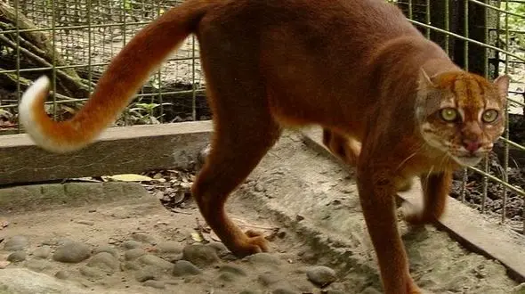 نام گربه های وحشی در معرض خطر