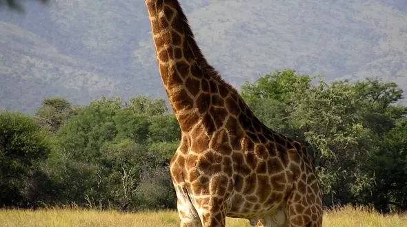 چهره های آرام از حیات وحش 