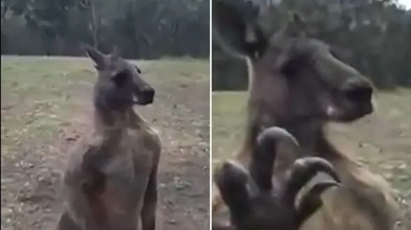 کانگوروی احمق و دعوا با شیشه!+فیلم