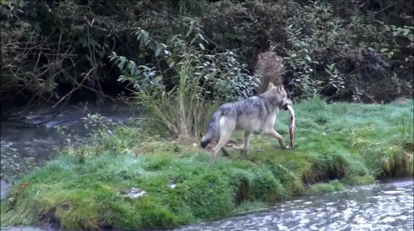 لحظاتی باورنکردنی از شکار ماهی توسط یک گرگ + فیلم