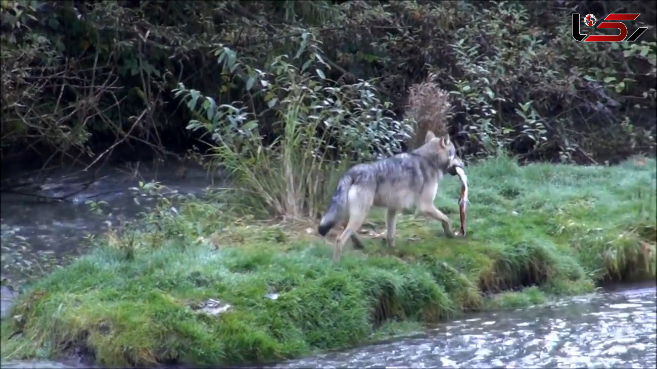 لحظاتی باورنکردنی از شکار ماهی توسط یک گرگ + فیلم