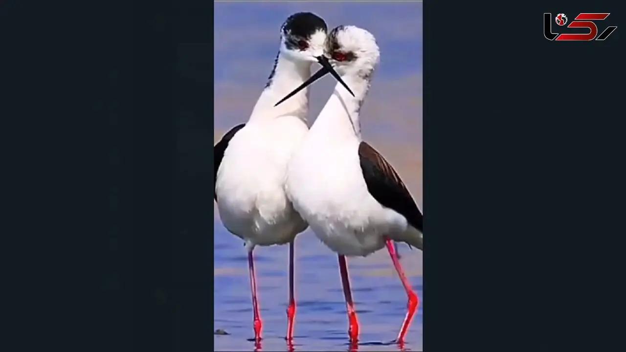 هنرنمایی پرندگان + فیلم