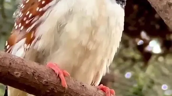 ببینید / زیبایی محسور کننده پرنده خوش زبان + فیلم 