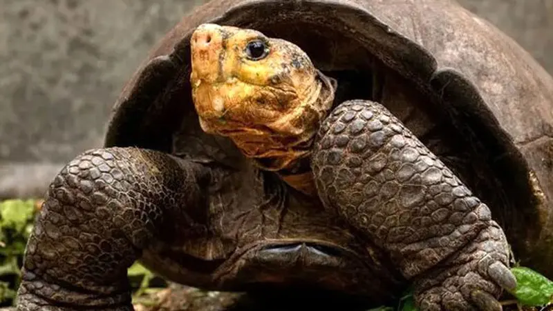 لاک_پشت غول_پیکر گالاپاگوس