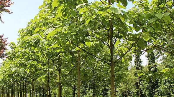 کاشت درخت پائولونیا جرم محسوب می شود و پیگرد قانونی دارد + جزییات