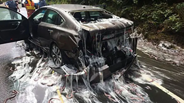 مارماهی‌ها یک بزرگراه را به هم ریختند +فیلم