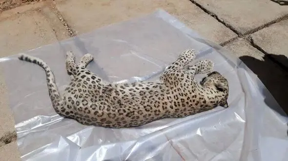 کشف لاشه یک قلاده پلنگ در نوشهر +عکس