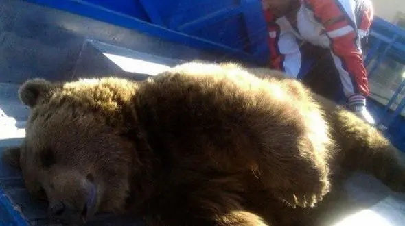 مرگ خرس قهوه ای در برخورد با قطار داخل تونل شیراز + عکس